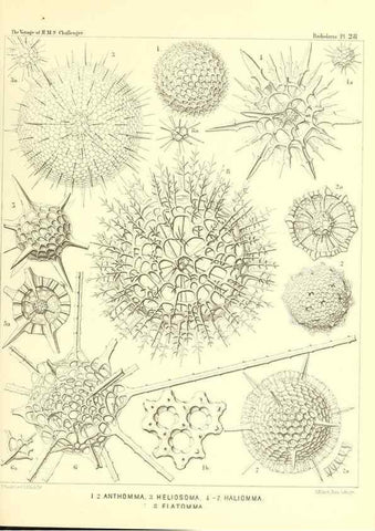 Reproducción/Reproduction 37096553325: Report on the scientific results of the voyage of H.M.S. Challenger during the years 1873-76 under the command of Captain George S. Nares .... Edinburgh :Neill,1880-1895.