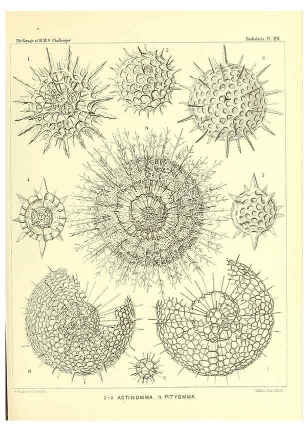 Reproducción/Reproduction 37096555335: Report on the scientific results of the voyage of H.M.S. Challenger during the years 1873-76 under the command of Captain George S. Nares .... Edinburgh :Neill,1880-1895.