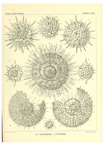 Reproducción/Reproduction 37096555335: Report on the scientific results of the voyage of H.M.S. Challenger during the years 1873-76 under the command of Captain George S. Nares .... Edinburgh :Neill,1880-1895.
