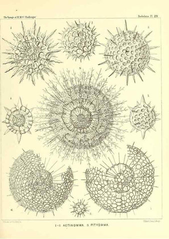 Reproducción/Reproduction 37096555335: Report on the scientific results of the voyage of H.M.S. Challenger during the years 1873-76 under the command of Captain George S. Nares .... Edinburgh :Neill,1880-1895.