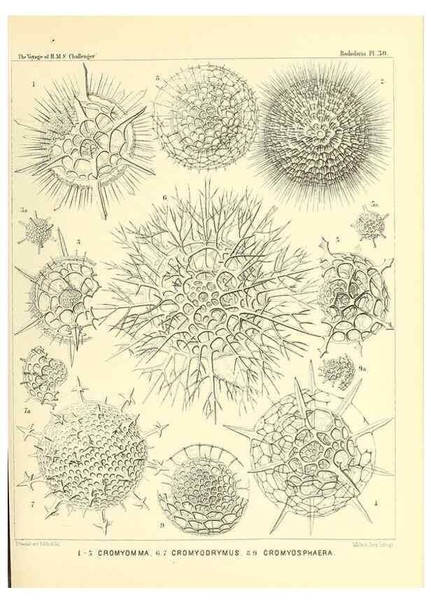 Reproducción/Reproduction 37096557915: Report on the scientific results of the voyage of H.M.S. Challenger during the years 1873-76 under the command of Captain George S. Nares .... Edinburgh :Neill,1880-1895.