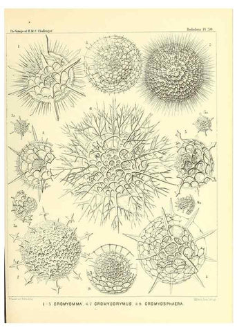 Reproducción/Reproduction 37096557915: Report on the scientific results of the voyage of H.M.S. Challenger during the years 1873-76 under the command of Captain George S. Nares .... Edinburgh :Neill,1880-1895.