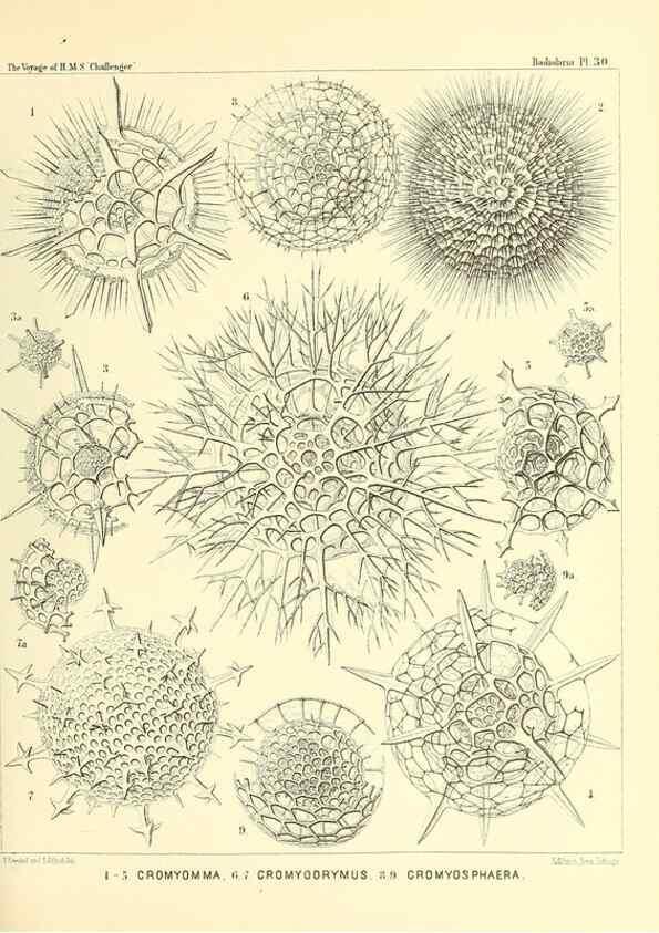 Reproducción/Reproduction 37096557915: Report on the scientific results of the voyage of H.M.S. Challenger during the years 1873-76 under the command of Captain George S. Nares .... Edinburgh :Neill,1880-1895.