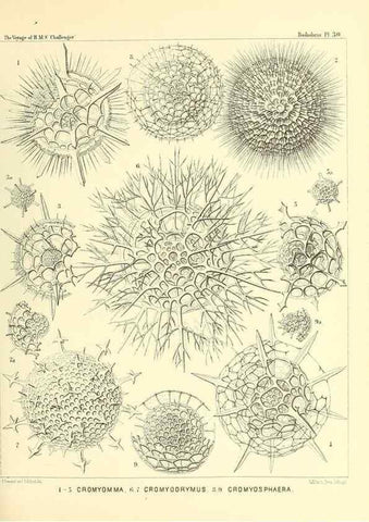 Reproducción/Reproduction 37096557915: Report on the scientific results of the voyage of H.M.S. Challenger during the years 1873-76 under the command of Captain George S. Nares .... Edinburgh :Neill,1880-1895.