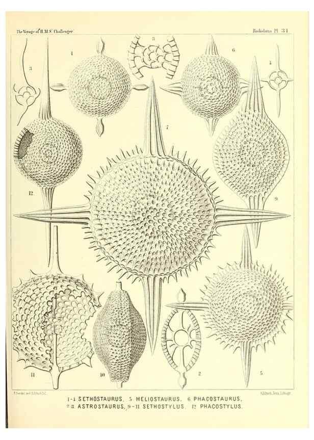 Reproducción/Reproduction 37096560475: Report on the scientific results of the voyage of H.M.S. Challenger during the years 1873-76 under the command of Captain George S. Nares .... Edinburgh :Neill,1880-1895.