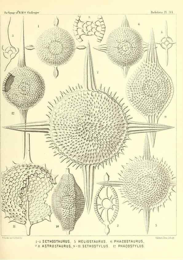 Reproducción/Reproduction 37096560475: Report on the scientific results of the voyage of H.M.S. Challenger during the years 1873-76 under the command of Captain George S. Nares .... Edinburgh :Neill,1880-1895.