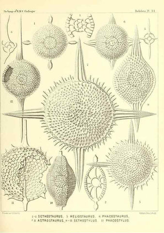 Reproducción/Reproduction 37096560475: Report on the scientific results of the voyage of H.M.S. Challenger during the years 1873-76 under the command of Captain George S. Nares .... Edinburgh :Neill,1880-1895.