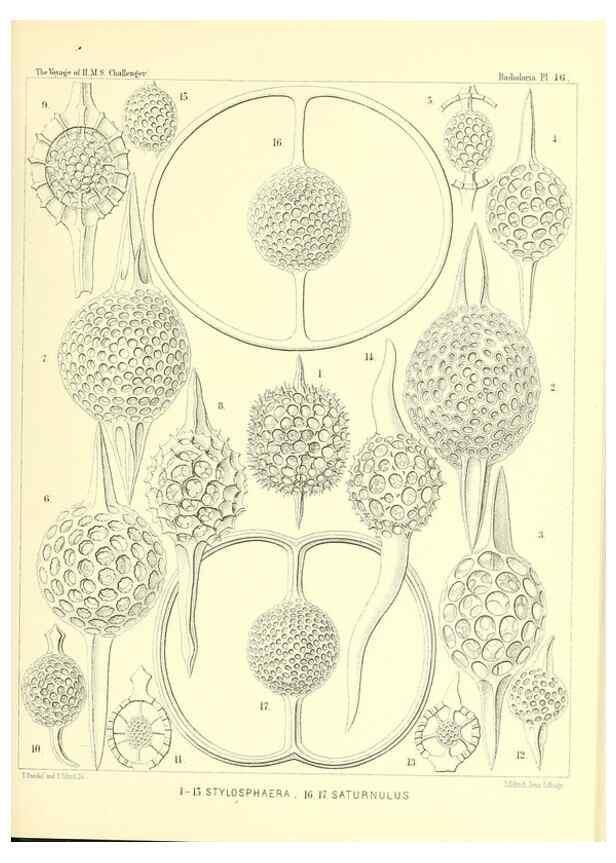 Reproducción/Reproduction 36283651763: Report on the scientific results of the voyage of H.M.S. Challenger during the years 1873-76 under the command of Captain George S. Nares .... Edinburgh :Neill,1880-1895.