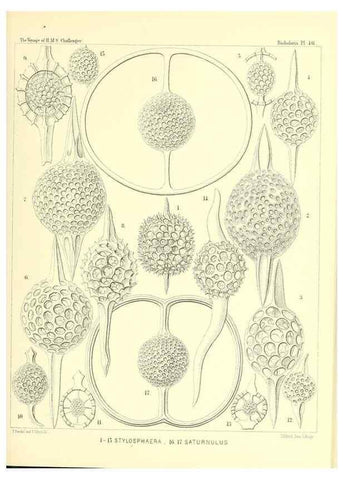 Reproducción/Reproduction 36283651763: Report on the scientific results of the voyage of H.M.S. Challenger during the years 1873-76 under the command of Captain George S. Nares .... Edinburgh :Neill,1880-1895.