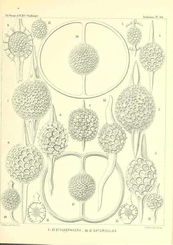 Reproducción/Reproduction 36283651763: Report on the scientific results of the voyage of H.M.S. Challenger during the years 1873-76 under the command of Captain George S. Nares .... Edinburgh :Neill,1880-1895.