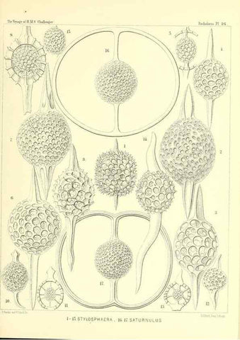 Reproducción/Reproduction 36283651763: Report on the scientific results of the voyage of H.M.S. Challenger during the years 1873-76 under the command of Captain George S. Nares .... Edinburgh :Neill,1880-1895.