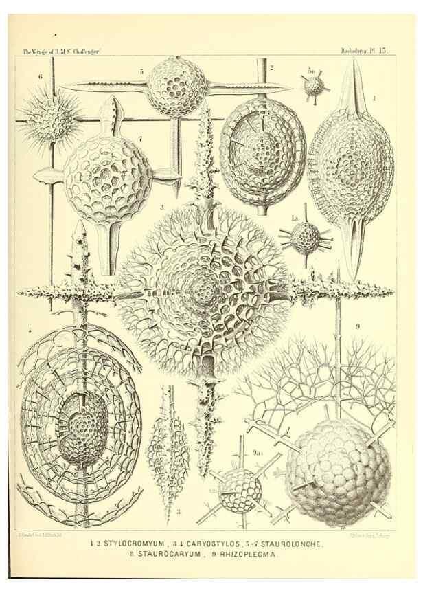 Reproducción/Reproduction 36283649543: Report on the scientific results of the voyage of H.M.S. Challenger during the years 1873-76 under the command of Captain George S. Nares .... Edinburgh :Neill,1880-1895.
