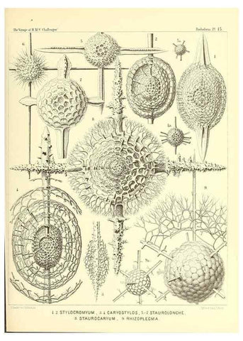 Reproducción/Reproduction 36283649543: Report on the scientific results of the voyage of H.M.S. Challenger during the years 1873-76 under the command of Captain George S. Nares .... Edinburgh :Neill,1880-1895.