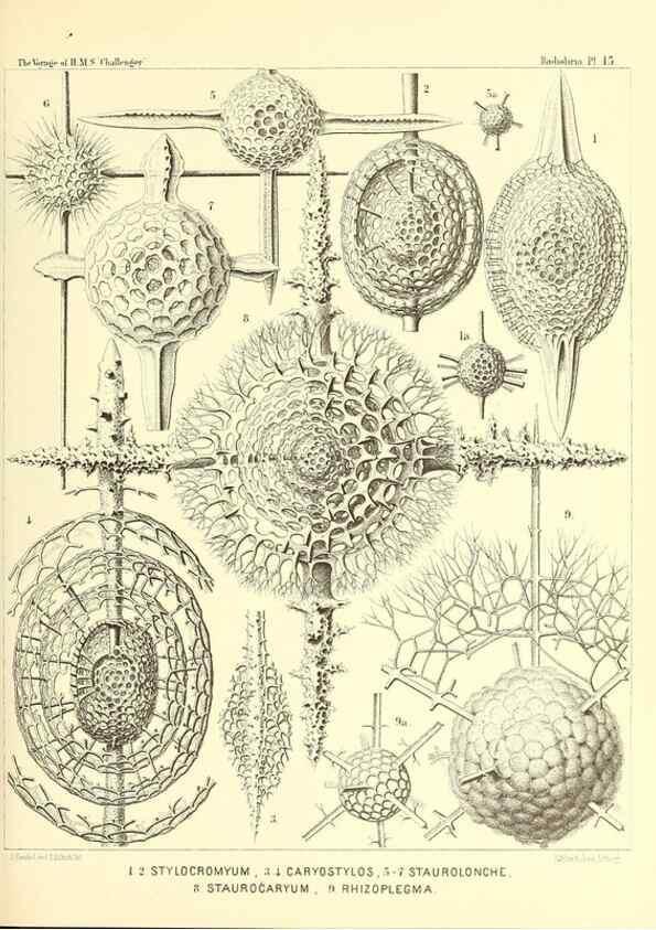 Reproducción/Reproduction 36283649543: Report on the scientific results of the voyage of H.M.S. Challenger during the years 1873-76 under the command of Captain George S. Nares .... Edinburgh :Neill,1880-1895.