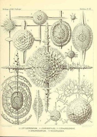 Reproducción/Reproduction 36283649543: Report on the scientific results of the voyage of H.M.S. Challenger during the years 1873-76 under the command of Captain George S. Nares .... Edinburgh :Neill,1880-1895.