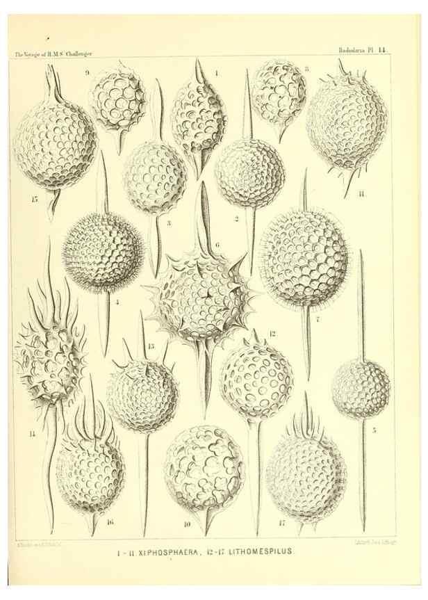 Reproducción/Reproduction 36283647473: Report on the scientific results of the voyage of H.M.S. Challenger during the years 1873-76 under the command of Captain George S. Nares .... Edinburgh :Neill,1880-1895.