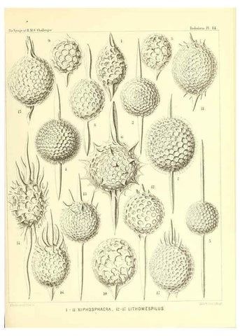 Reproducción/Reproduction 36283647473: Report on the scientific results of the voyage of H.M.S. Challenger during the years 1873-76 under the command of Captain George S. Nares .... Edinburgh :Neill,1880-1895.