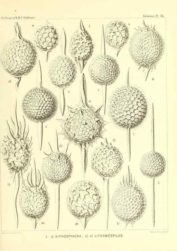 Reproducción/Reproduction 36283647473: Report on the scientific results of the voyage of H.M.S. Challenger during the years 1873-76 under the command of Captain George S. Nares .... Edinburgh :Neill,1880-1895.