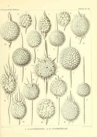 Reproducción/Reproduction 36283647473: Report on the scientific results of the voyage of H.M.S. Challenger during the years 1873-76 under the command of Captain George S. Nares .... Edinburgh :Neill,1880-1895.