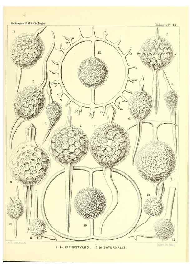 Reproducción/Reproduction 36283645773: Report on the scientific results of the voyage of H.M.S. Challenger during the years 1873-76 under the command of Captain George S. Nares .... Edinburgh :Neill,1880-1895.