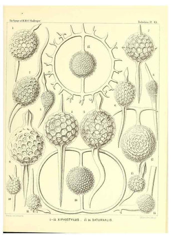Reproducción/Reproduction 36283645773: Report on the scientific results of the voyage of H.M.S. Challenger during the years 1873-76 under the command of Captain George S. Nares .... Edinburgh :Neill,1880-1895.