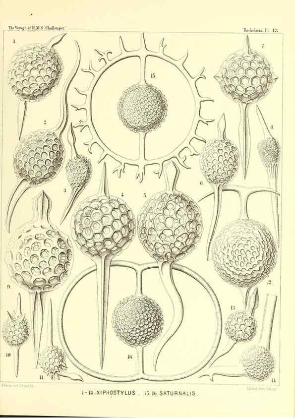 Reproducción/Reproduction 36283645773: Report on the scientific results of the voyage of H.M.S. Challenger during the years 1873-76 under the command of Captain George S. Nares .... Edinburgh :Neill,1880-1895.