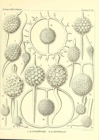 Reproducción/Reproduction 36283645773: Report on the scientific results of the voyage of H.M.S. Challenger during the years 1873-76 under the command of Captain George S. Nares .... Edinburgh :Neill,1880-1895.