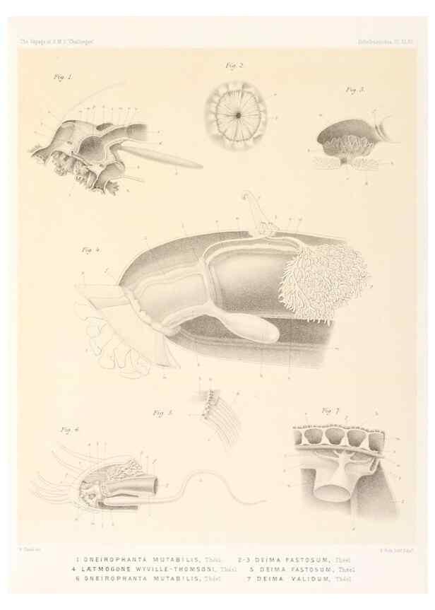 Reproducción/Reproduction 36261119824: Report on the scientific results of the voyage of H.M.S. Challenger during the years 1873-76 under the command of Captain George S. Nares .... Edinburgh :Neill,1880-1895.
