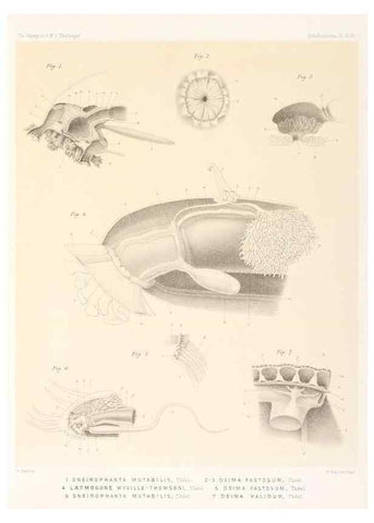 Reproducción/Reproduction 36261119824: Report on the scientific results of the voyage of H.M.S. Challenger during the years 1873-76 under the command of Captain George S. Nares .... Edinburgh :Neill,1880-1895.