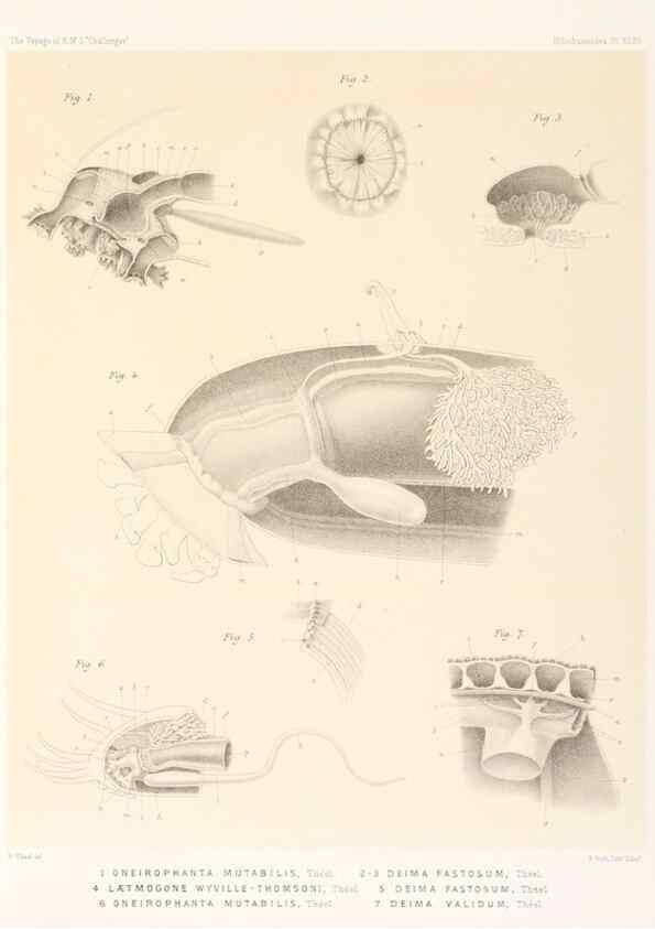 Reproducción/Reproduction 36261119824: Report on the scientific results of the voyage of H.M.S. Challenger during the years 1873-76 under the command of Captain George S. Nares .... Edinburgh :Neill,1880-1895.