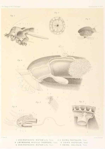 Reproducción/Reproduction 36261119824: Report on the scientific results of the voyage of H.M.S. Challenger during the years 1873-76 under the command of Captain George S. Nares .... Edinburgh :Neill,1880-1895.