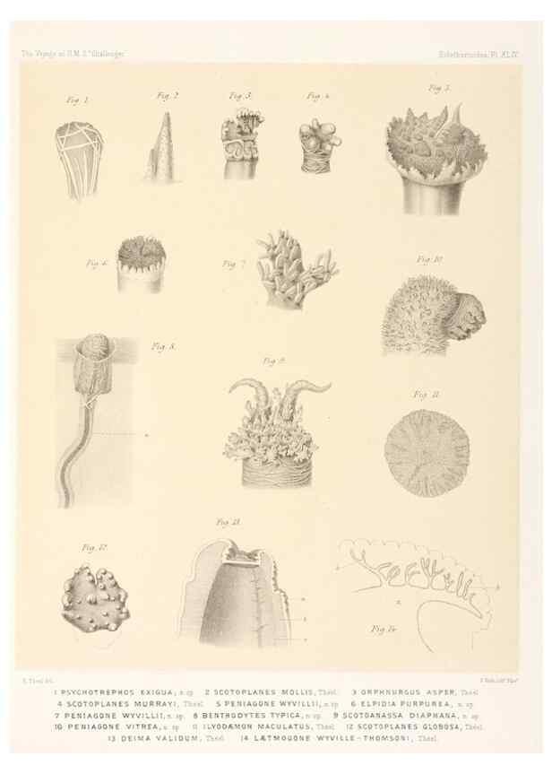 Reproducción/Reproduction 36261120624: Report on the scientific results of the voyage of H.M.S. Challenger during the years 1873-76 under the command of Captain George S. Nares .... Edinburgh :Neill,1880-1895.