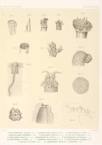 Reproducción/Reproduction 36261120624: Report on the scientific results of the voyage of H.M.S. Challenger during the years 1873-76 under the command of Captain George S. Nares .... Edinburgh :Neill,1880-1895.