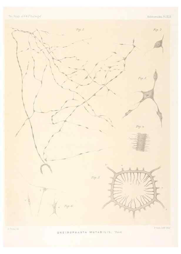 Reproducción/Reproduction 36261121454: Report on the scientific results of the voyage of H.M.S. Challenger during the years 1873-76 under the command of Captain George S. Nares .... Edinburgh :Neill,1880-1895.