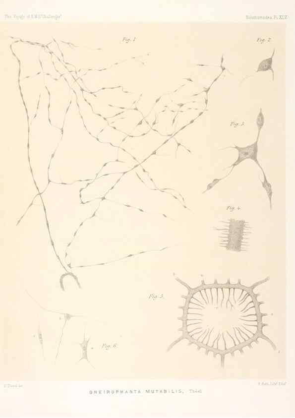Reproducción/Reproduction 36261121454: Report on the scientific results of the voyage of H.M.S. Challenger during the years 1873-76 under the command of Captain George S. Nares .... Edinburgh :Neill,1880-1895.