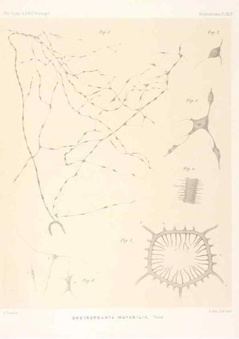 Reproducción/Reproduction 36261121454: Report on the scientific results of the voyage of H.M.S. Challenger during the years 1873-76 under the command of Captain George S. Nares .... Edinburgh :Neill,1880-1895.