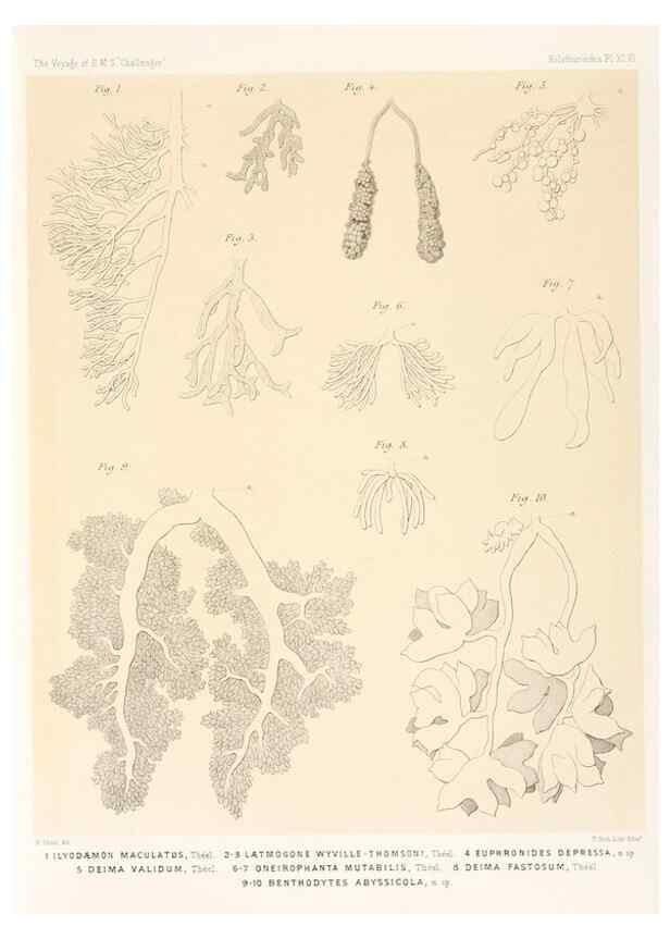 Reproducción/Reproduction 36261122254: Report on the scientific results of the voyage of H.M.S. Challenger during the years 1873-76 under the command of Captain George S. Nares .... Edinburgh :Neill,1880-1895.
