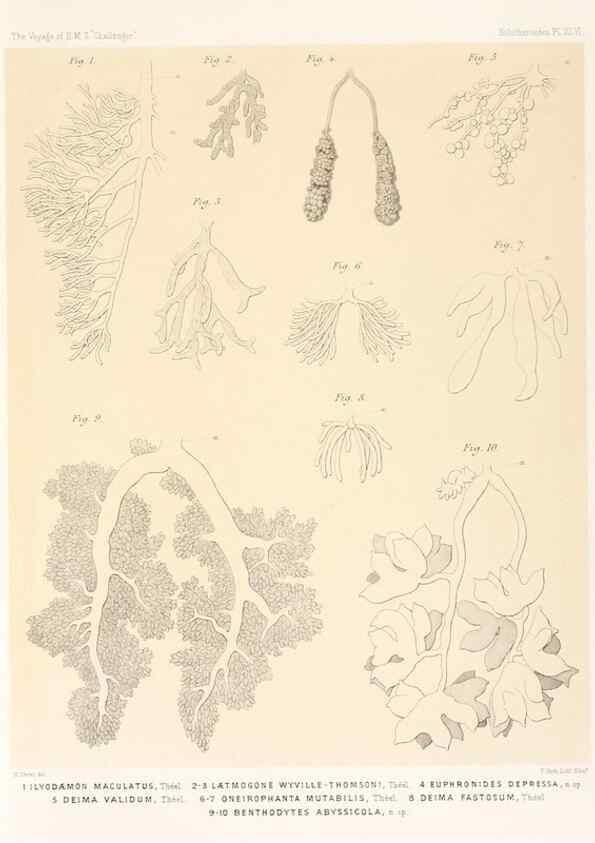 Reproducción/Reproduction 36261122254: Report on the scientific results of the voyage of H.M.S. Challenger during the years 1873-76 under the command of Captain George S. Nares .... Edinburgh :Neill,1880-1895.