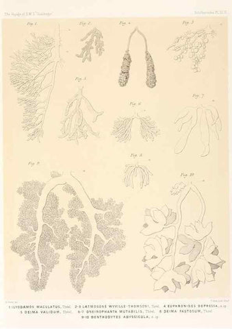 Reproducción/Reproduction 36261122254: Report on the scientific results of the voyage of H.M.S. Challenger during the years 1873-76 under the command of Captain George S. Nares .... Edinburgh :Neill,1880-1895.