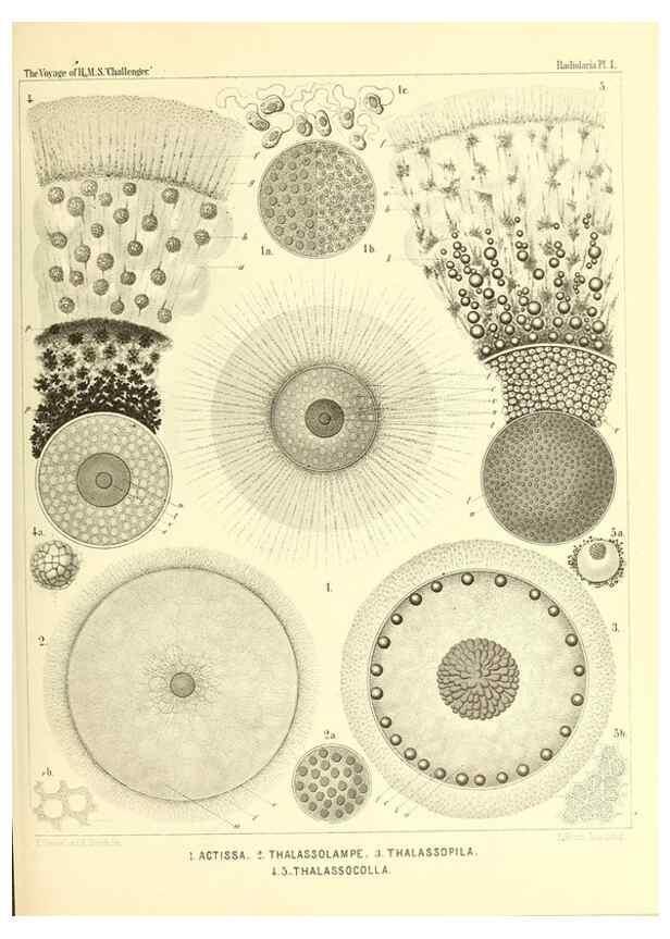 Reproducción/Reproduction 36261425404: Report on the scientific results of the voyage of H.M.S. Challenger during the years 1873-76 under the command of Captain George S. Nares .... Edinburgh :Neill,1880-1895.