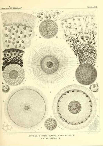 Reproducción/Reproduction 36261425404: Report on the scientific results of the voyage of H.M.S. Challenger during the years 1873-76 under the command of Captain George S. Nares .... Edinburgh :Neill,1880-1895.