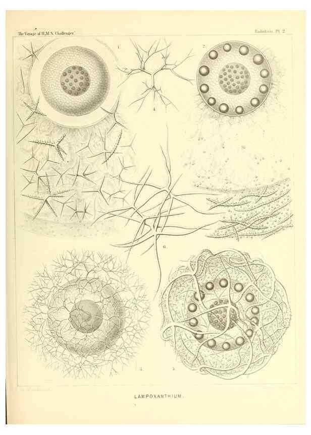 Reproducción/Reproduction 36261426574: Report on the scientific results of the voyage of H.M.S. Challenger during the years 1873-76 under the command of Captain George S. Nares .... Edinburgh :Neill,1880-1895.