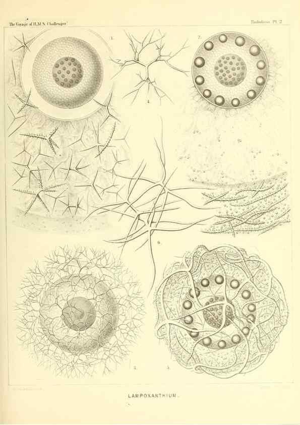 Reproducción/Reproduction 36261426574: Report on the scientific results of the voyage of H.M.S. Challenger during the years 1873-76 under the command of Captain George S. Nares .... Edinburgh :Neill,1880-1895.