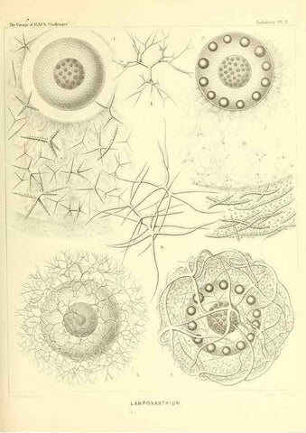 Reproducción/Reproduction 36261426574: Report on the scientific results of the voyage of H.M.S. Challenger during the years 1873-76 under the command of Captain George S. Nares .... Edinburgh :Neill,1880-1895.