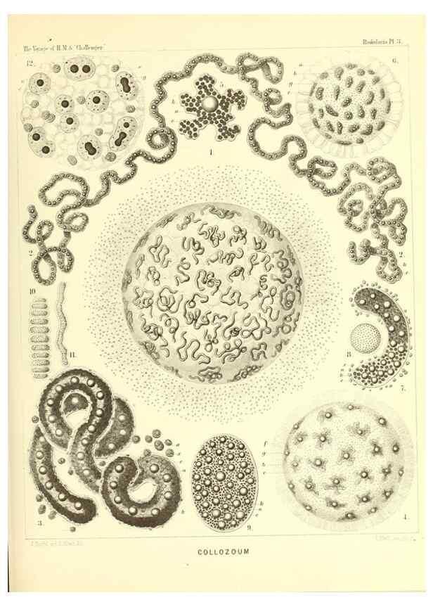 Reproducción/Reproduction 36261427124: Report on the scientific results of the voyage of H.M.S. Challenger during the years 1873-76 under the command of Captain George S. Nares .... Edinburgh :Neill,1880-1895.