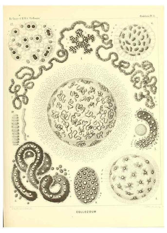 Reproducción/Reproduction 36261427124: Report on the scientific results of the voyage of H.M.S. Challenger during the years 1873-76 under the command of Captain George S. Nares .... Edinburgh :Neill,1880-1895.