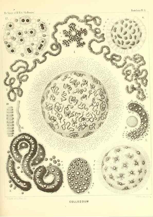 Reproducción/Reproduction 36261427124: Report on the scientific results of the voyage of H.M.S. Challenger during the years 1873-76 under the command of Captain George S. Nares .... Edinburgh :Neill,1880-1895.
