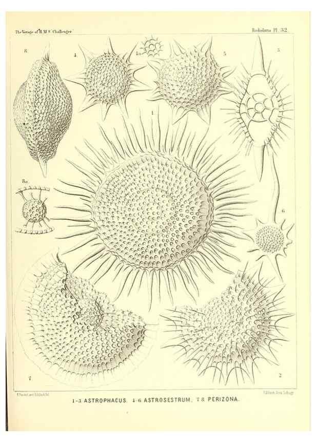 Reproducción/Reproduction 37096562965: Report on the scientific results of the voyage of H.M.S. Challenger during the years 1873-76 under the command of Captain George S. Nares .... Edinburgh :Neill,1880-1895.