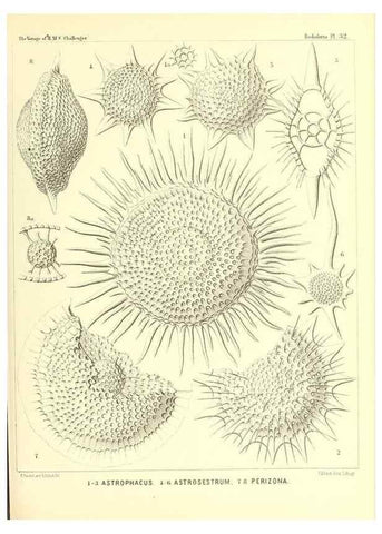 Reproducción/Reproduction 37096562965: Report on the scientific results of the voyage of H.M.S. Challenger during the years 1873-76 under the command of Captain George S. Nares .... Edinburgh :Neill,1880-1895.