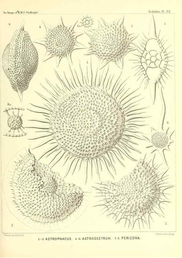 Reproducción/Reproduction 37096562965: Report on the scientific results of the voyage of H.M.S. Challenger during the years 1873-76 under the command of Captain George S. Nares .... Edinburgh :Neill,1880-1895.
